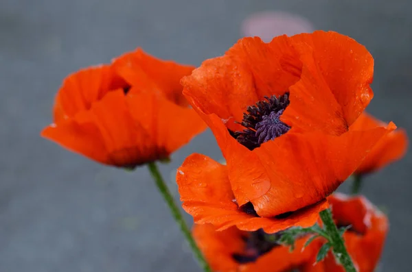 Beautiful red poppy, close-up photo of spring flower, symbol of commemorate military personnel who have died in war. Also simbol of sleeping and death. — Stock Photo, Image