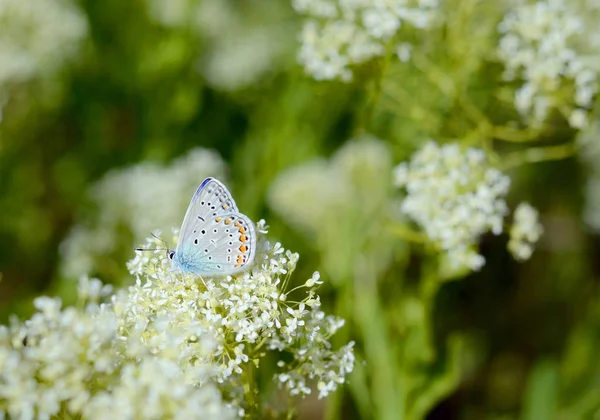 Borboleta azul pequena bonita, Polyommatus icarus, em um prado selvagem. Verão temporada fundo — Fotografia de Stock