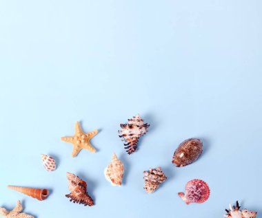 Farklı renkli deniz kabuklarını ve tebrik kartı Merhaba yaz yazı ile yapılmış yaratıcı düzeni