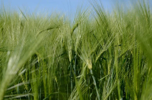 Grüne Gerstenpflanze auf einem landwirtschaftlichen Feld. Sommer-Hintergrund. — Stockfoto