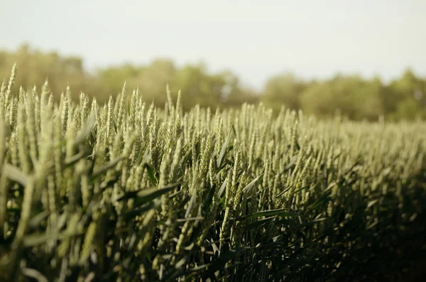 Campo di segale. Contesto agricolo — Foto Stock