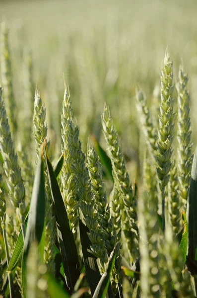 Campo di segale. Contesto agricolo — Foto Stock