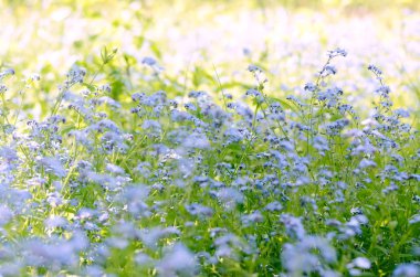 Vahşi çayır güzel mavi çiçekler unutma. Yaz aylarında tonda hipster sezon arka plan.