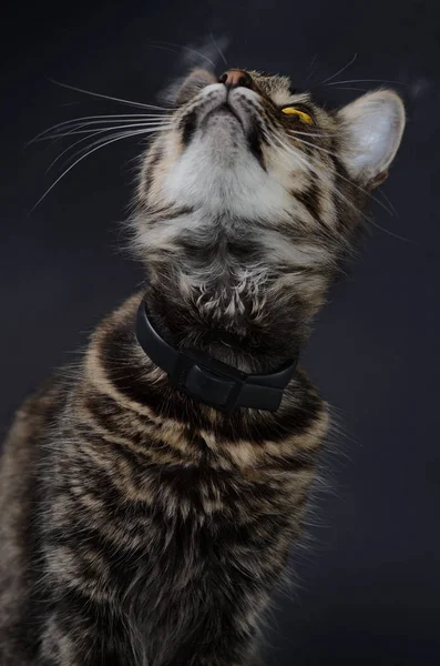 Retrato de un hermoso gato gris adoptado con ojos de color amarillo brillante sobre un fondo oscuro. Foto de llave baja —  Fotos de Stock