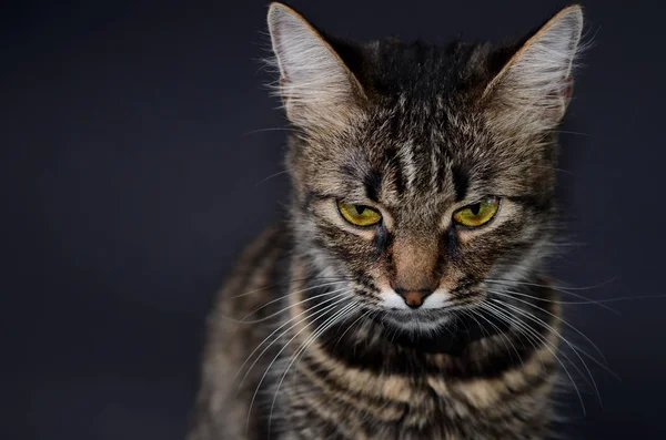 Portret pięknej przyjęła szary kot z jasne żółte oczy na tle blak. Niski klucz zdjęcie — Zdjęcie stockowe
