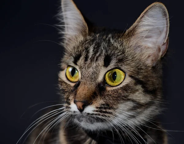 Портрет красивой усыновленной серой кошки с ярко-желтыми глазами на фоне блека. Низкий ключ фото — стоковое фото