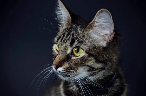 Portrait of a beautiful adopted gray cat with bright yellow eyes on a blak background. Low key photo — Stock Photo, Image