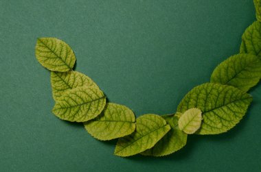 Yaratıcı düzen kenarlığı parlak gül yeşil olan yeşil bir arka plan üzerinde yaşıyor. Düz yatıyordu kavramı.