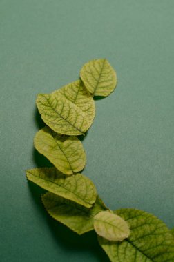 Yaratıcı düzen kenarlığı parlak gül yeşil olan yeşil bir arka plan üzerinde yaşıyor. Düz yatıyordu kavramı.