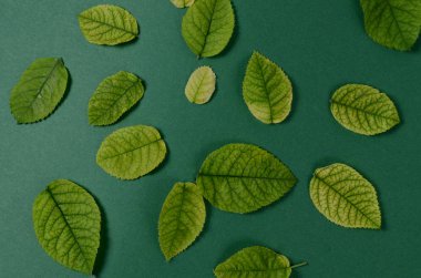 Gül yeşil bir arka plan üzerinde parlak yeşil hayatları ile yaratıcı düzeni. Düz yatıyordu kavramı.