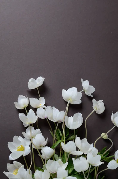 Siyah bir zemin üzerine beyaz anemon çiçekleri ile yaratıcı üstten görünüm düzeni. Minimalist arka plan. — Stok fotoğraf
