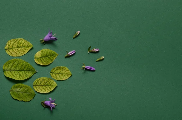 Diseño creativo con brillantes vidas verdes de rosas sobre un fondo verde. Plano concepto laico . — Foto de Stock