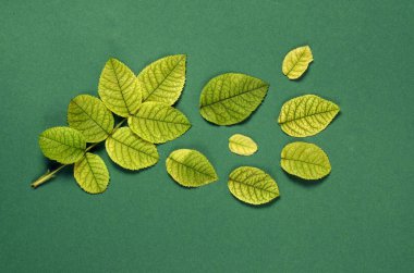 Gül yeşil bir arka plan üzerinde parlak yeşil hayatları ile yaratıcı düzeni. Düz yatıyordu kavramı.