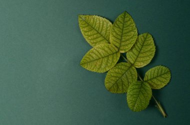 Gül yeşil bir arka plan üzerinde parlak yeşil hayatları ile yaratıcı düzeni. Düz yatıyordu kavramı.