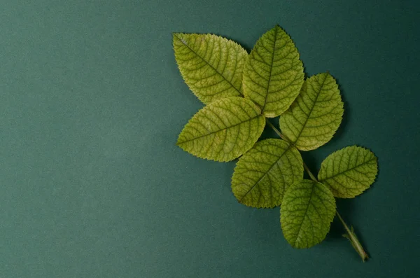 Diseño creativo con brillantes vidas verdes de rosas sobre un fondo verde. Plano concepto laico . — Foto de Stock