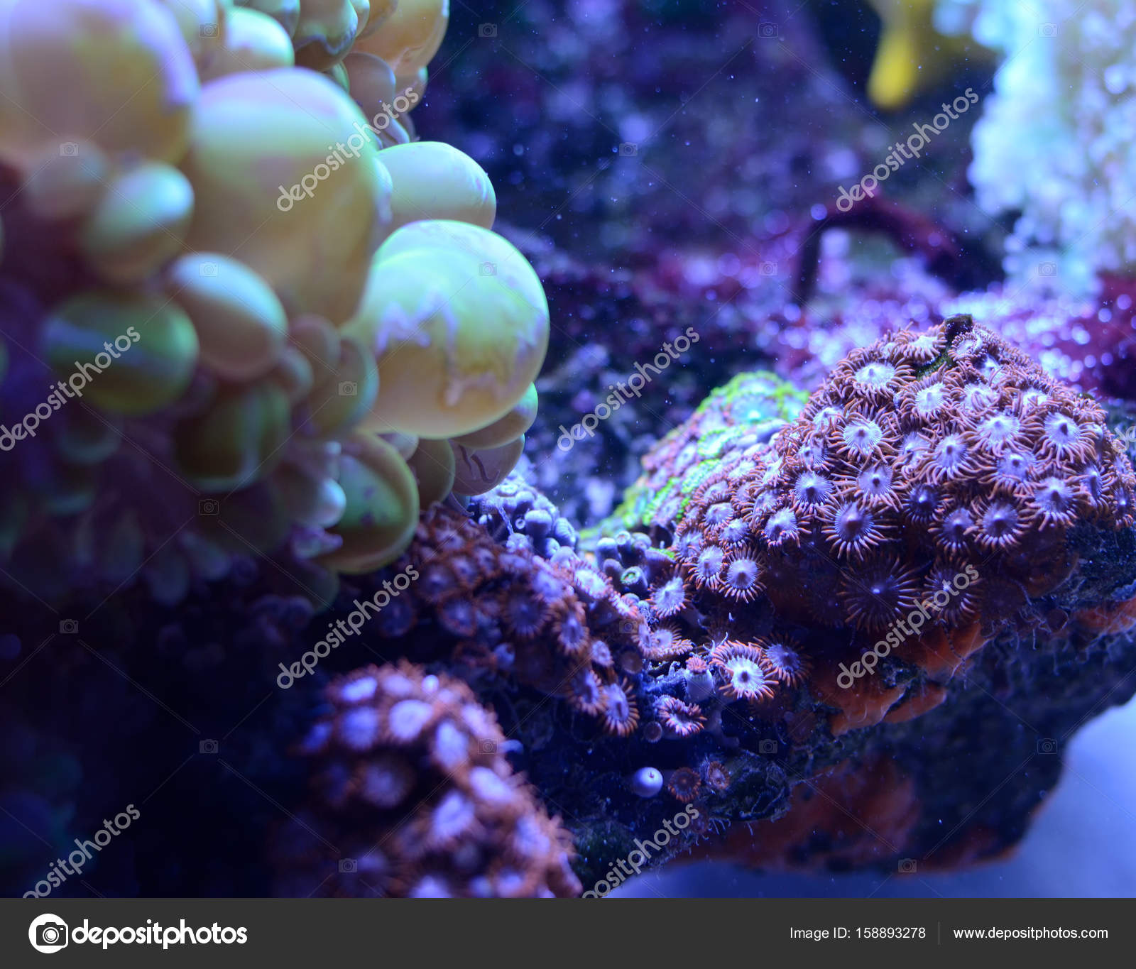Download 720+ Background Aquarium Saltwater Paling Keren