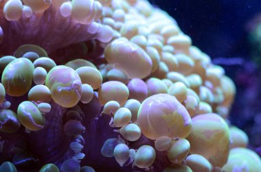 Kabarcık mercan, Plerogyra sinuosa, tuzlu su akvaryumu. Deniz yaşamı arka plan
