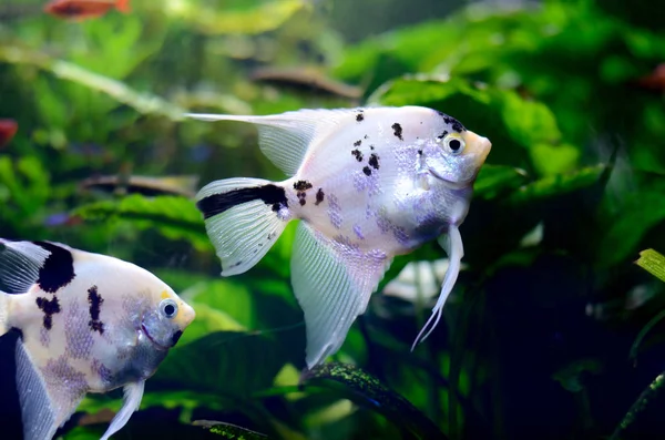 Яскравий прісноводний фон з рибами птерофілу в акваріумі — стокове фото