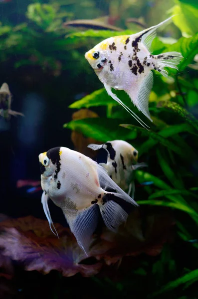 Parlak tatlı su arka plan ile pterophyllum balıkçı akvaryum — Stok fotoğraf