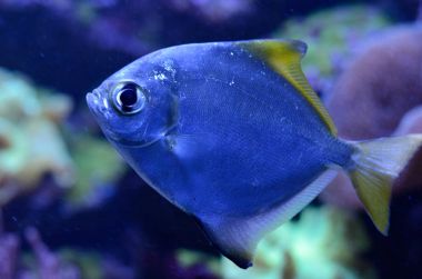 Gümüş moony, Monodactylus argenteus, tuzlu su akvaryum. Tropikal mercan resif deniz yaşamı