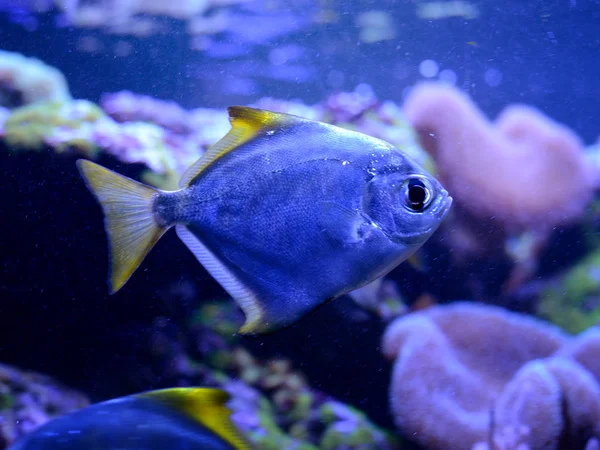 Серебряная луна, Monodactylus argenteus, в аквариуме с морской водой. Морские виды тропических коралловых рифов — стоковое фото