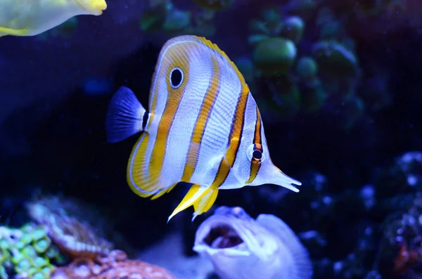 Copperband Butterflyfish, Chelmon rostratus, mercan balık koyu mavi su. — Stok fotoğraf