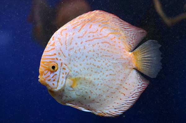 Világos édesvízi Symphysodon discus, amazon folyó hal. — Stock Fotó