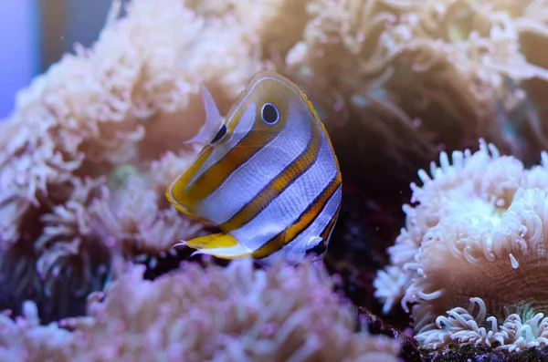 ハシナガチョウチョウウオ、Chelmon rostratus、イソギンチャクの中にサンゴ礁の魚. — ストック写真