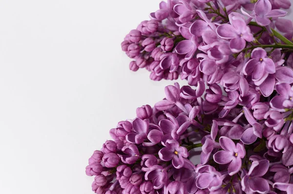 Beyaz bir arka plan üzerinde izole Lila çiçek şube