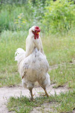 Kümes hayvanı tarafından işletilen arka bahçesinde üzerinde ücretsiz bir dizi büyük beyaz horoz
