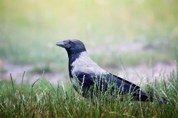 Große Krähe mit Kapuze, Corvus cornix, spaziert durch das grüne Gras im Sommerpark — Stockfoto