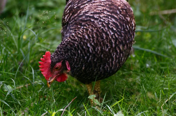 Grey hen in a free range on backyard, fowl-run, — Stock Photo, Image