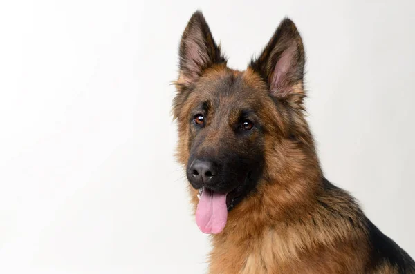 Primer plano Retrato de un joven perro pastor alemán. Mascota de dos años . — Foto de Stock