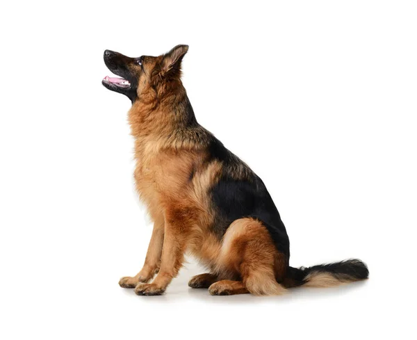 Joven perro pastor alemán esponjoso en exposición de pie sobre fondo blanco. Perro de pura raza en el estante . — Foto de Stock