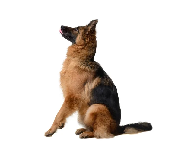 Joven perro pastor alemán esponjoso en exposición de pie sobre fondo blanco. Perro de pura raza en el estante . — Foto de Stock