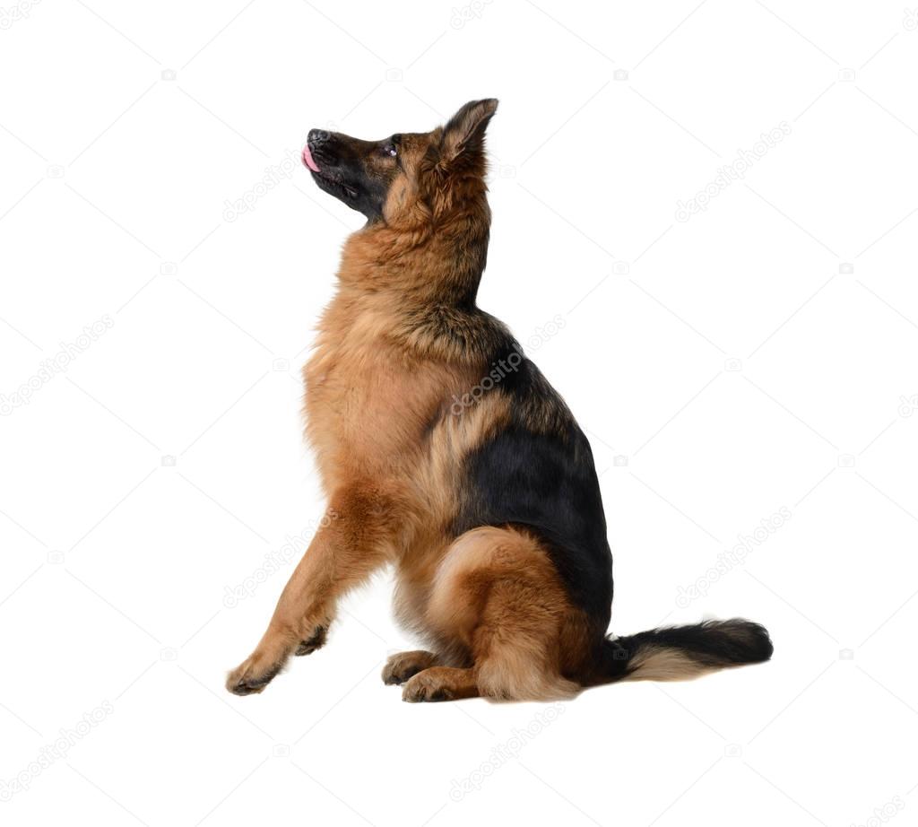 Young Fluffy German Shepherd Dog in exhibition standing against white background. Purebred dog in the rack.