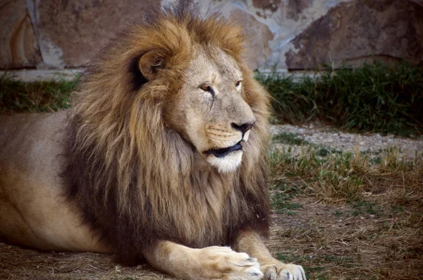 Närbild porträtt av en gammal fluffig lejon — Stockfoto