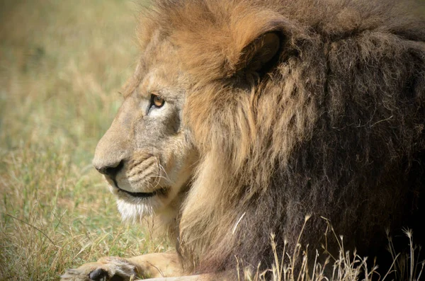Närbild porträtt av en gammal fluffig lejon — Stockfoto