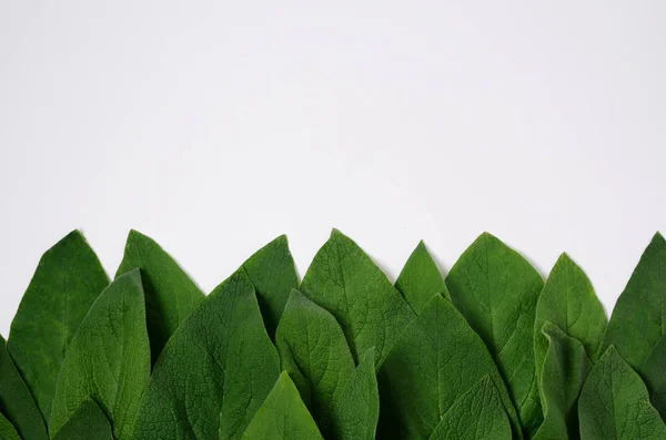 Concetto minimale di sfondo naturale con foglie verdi. Piatto. Cornice naturale creativa . — Foto Stock