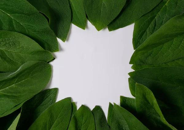 Doğa arka plan yeşil yaprakları ile en az kavramı. Düz yatıyordu. Yaratıcı doğal çerçeve.