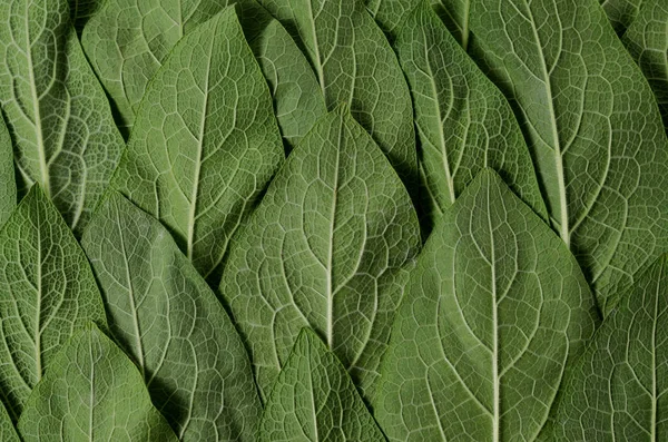 Minimális fogalmának természet háttér zöld levelekkel. Lapos feküdt. Kreatív természetes keret. — Stock Fotó