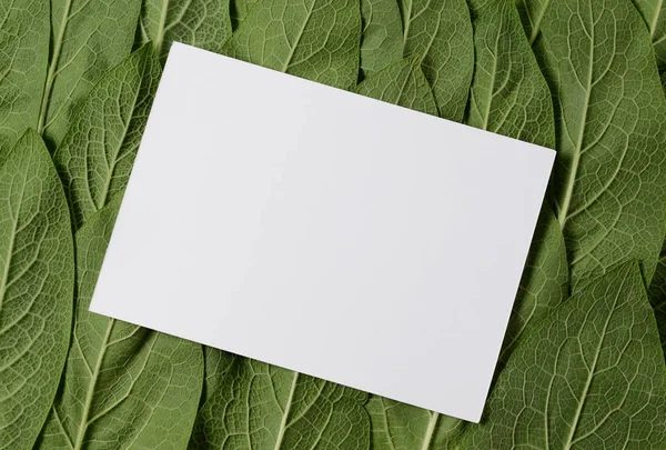Minimal Concept of Nature Background With Green Leaves. Flat lay. Creative Natural Frame.