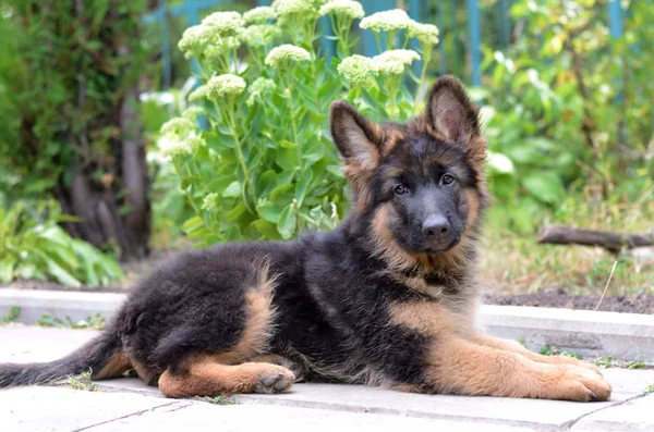 Close-up portret van Duitse herder pup. Schattige Fluffy kleine huisdier — Stockfoto