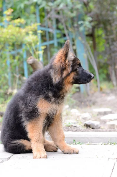 Primer plano Retrato del cachorro pastor alemán. Linda pequeña mascota esponjosa —  Fotos de Stock