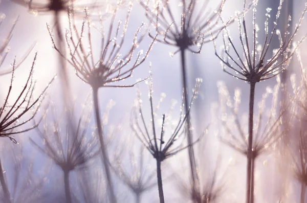 Natal, fundo de inverno com plantas secas geladas contra bokeh espumante — Fotografia de Stock