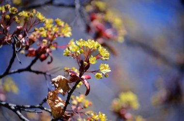 Akçaağaç ağaç bahar mavi gökyüzü çiçekleri. Akçaağaç çiçek fotoğrafı yakın çekim