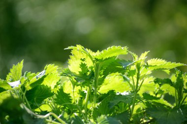 Genç taze ısırgan bitki bahar güneşli bir gün. Bahar sezonu arka plan
