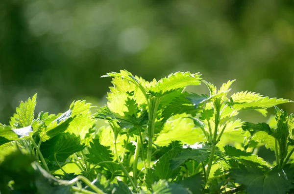 Genç taze ısırgan bitki bahar güneşli bir gün. Bahar sezonu arka plan