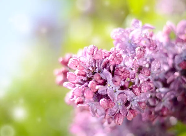 Lilac flower under the blue sky, against beautiful bokeh and sparkling lights. — Stock Photo, Image