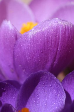 Güzel ilk bahar çiçekler çiğdemler açar parlak güneş ışığı altında. Çiçek dewdrops altında makro çekim
